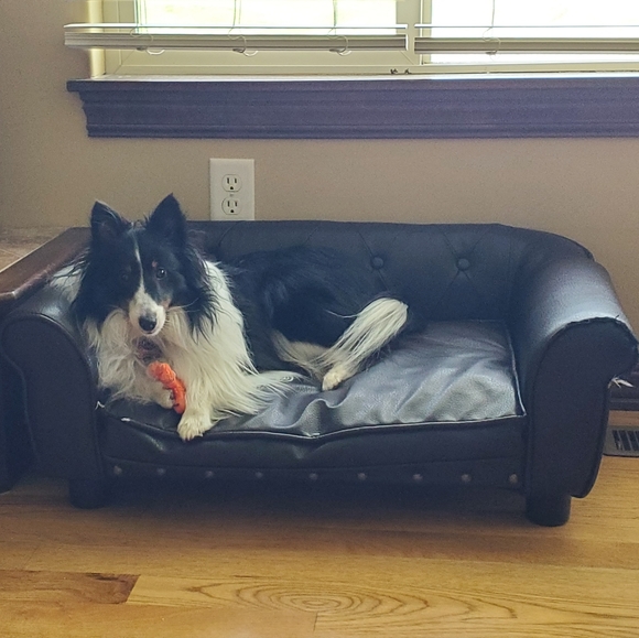 Meet your Posher, Shelti Mom - Picture 1 of 1